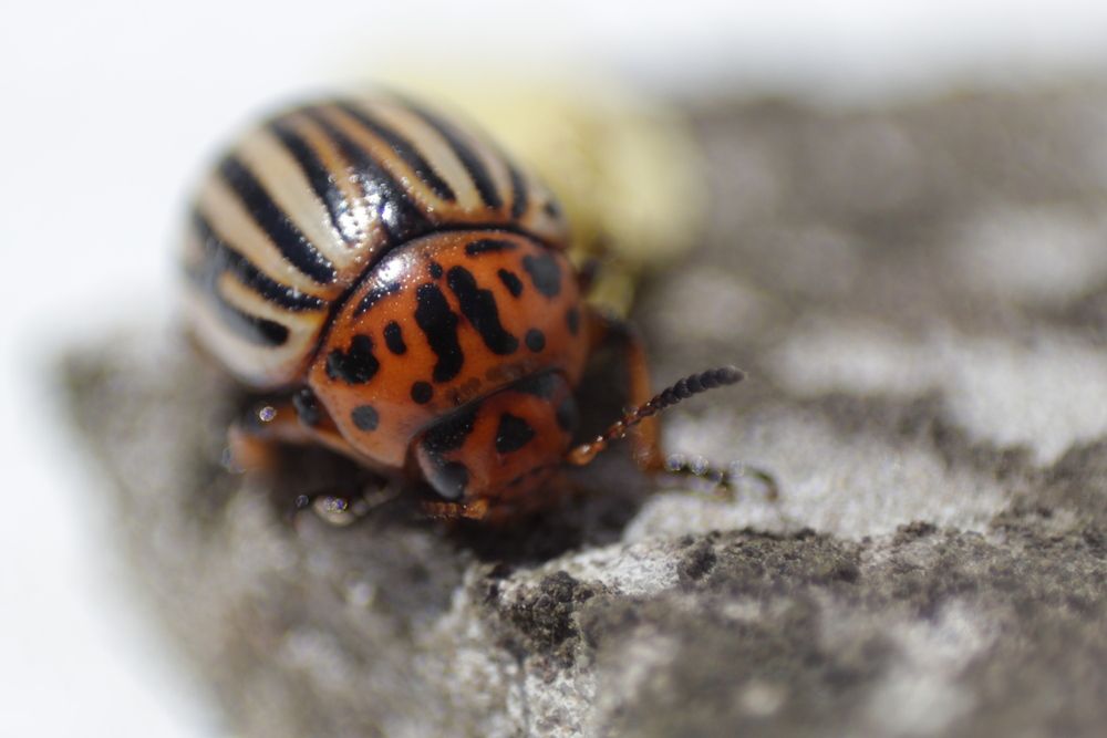 Photograph by Александр Велигура