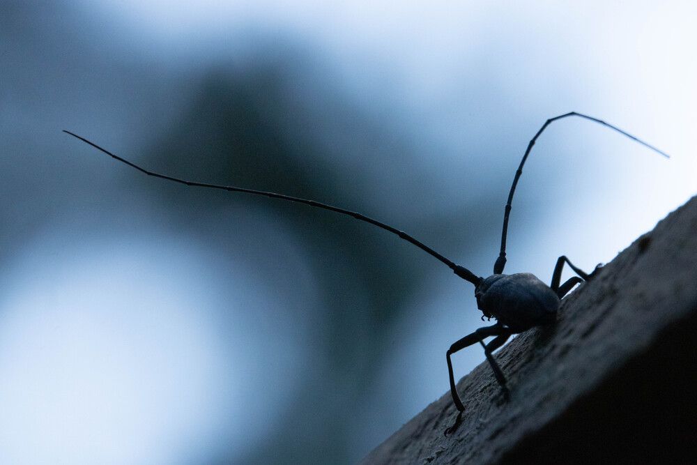 Фотография автора Анатолий Дворкин