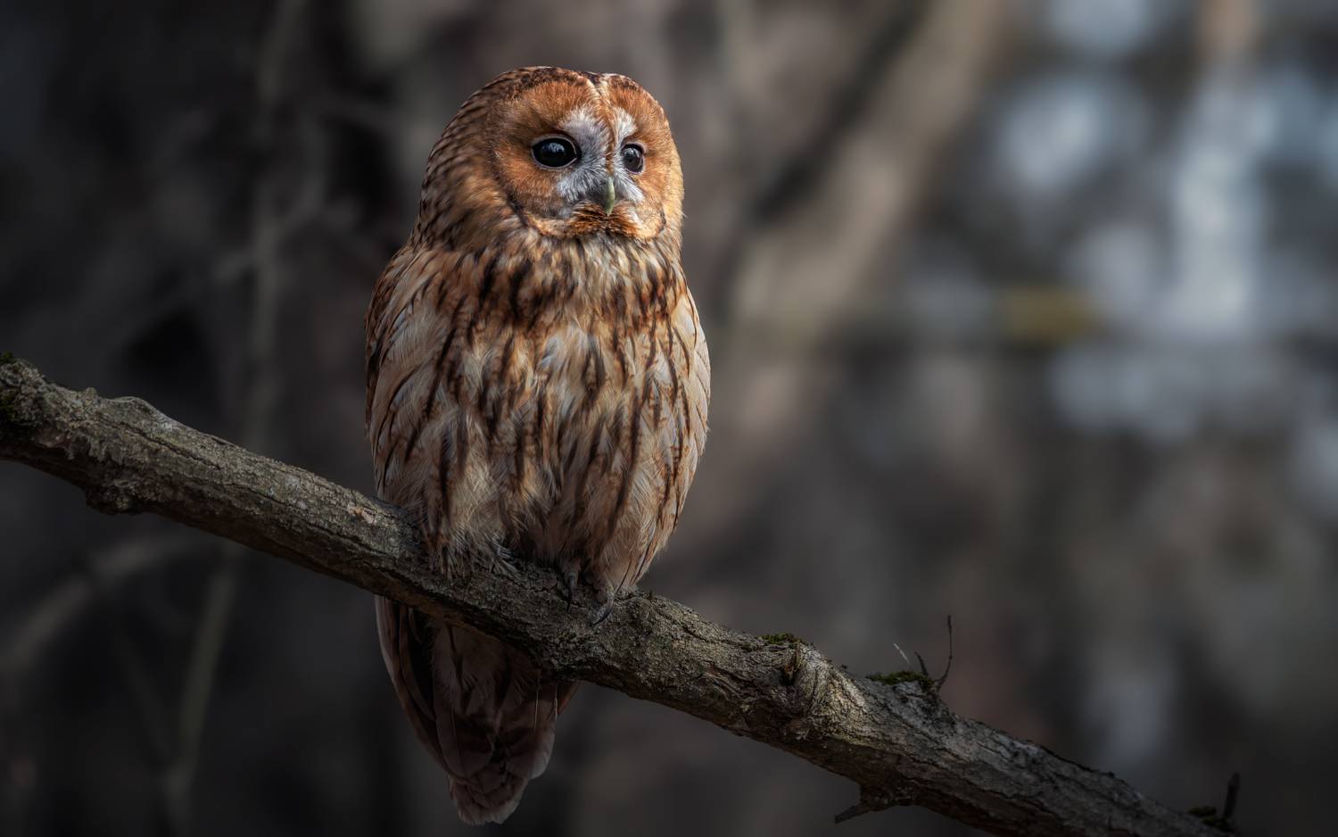 В лесном сумраке