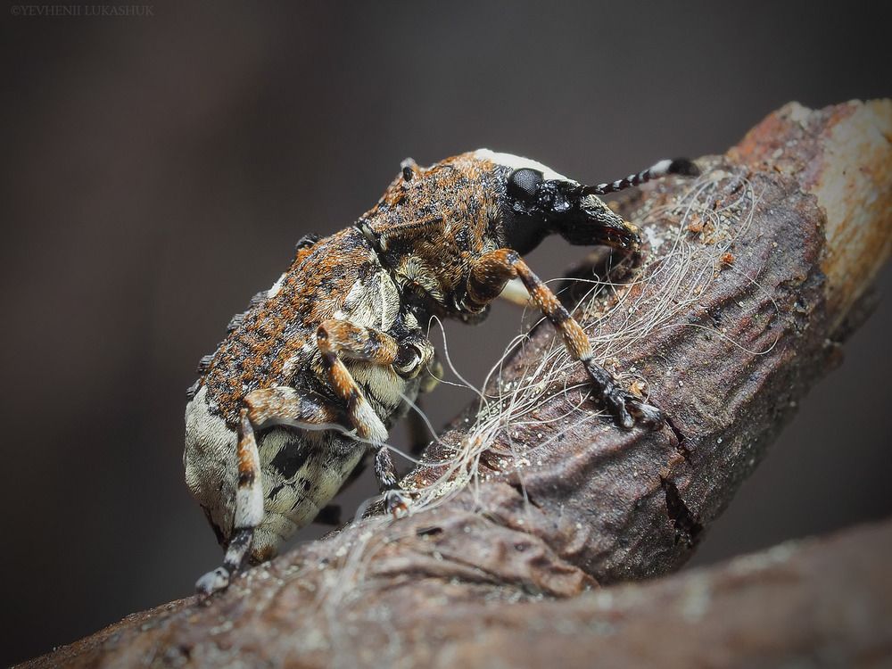 Photograph by Евгений Лукашук