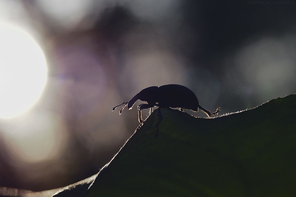 Photograph by Евгений Лукашук