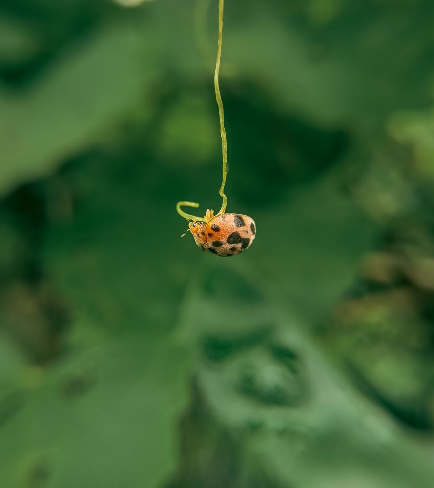 Photograph by Souvik Bhattacharyya