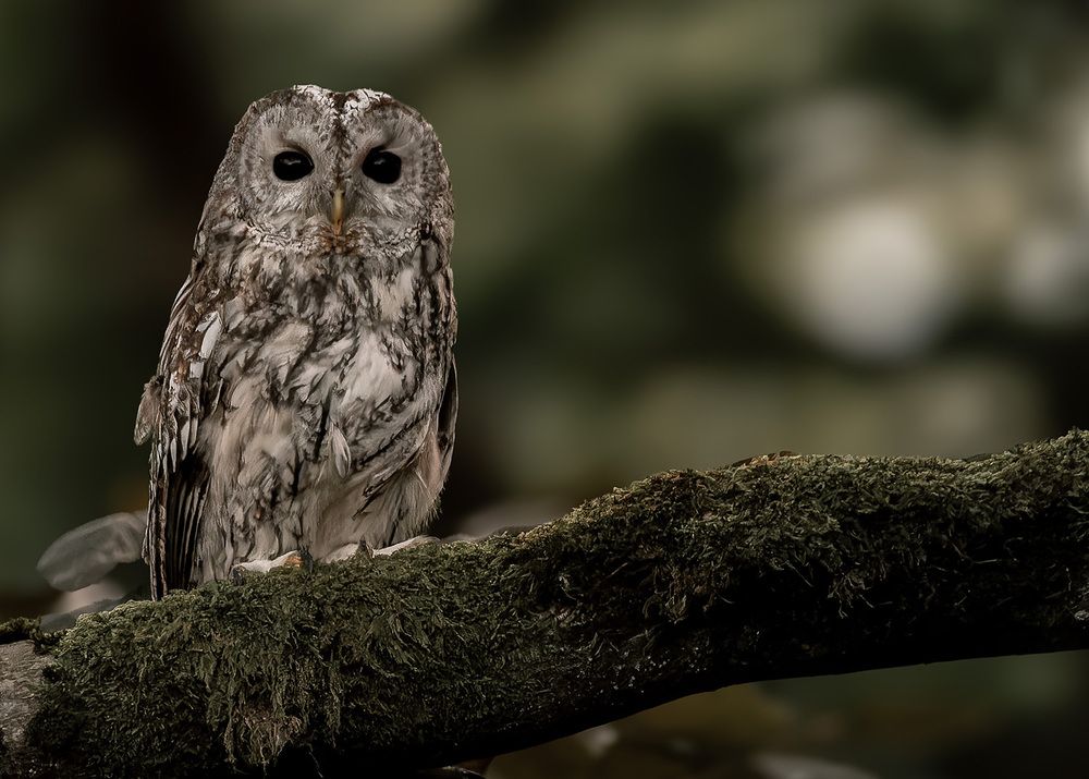 tawny owl