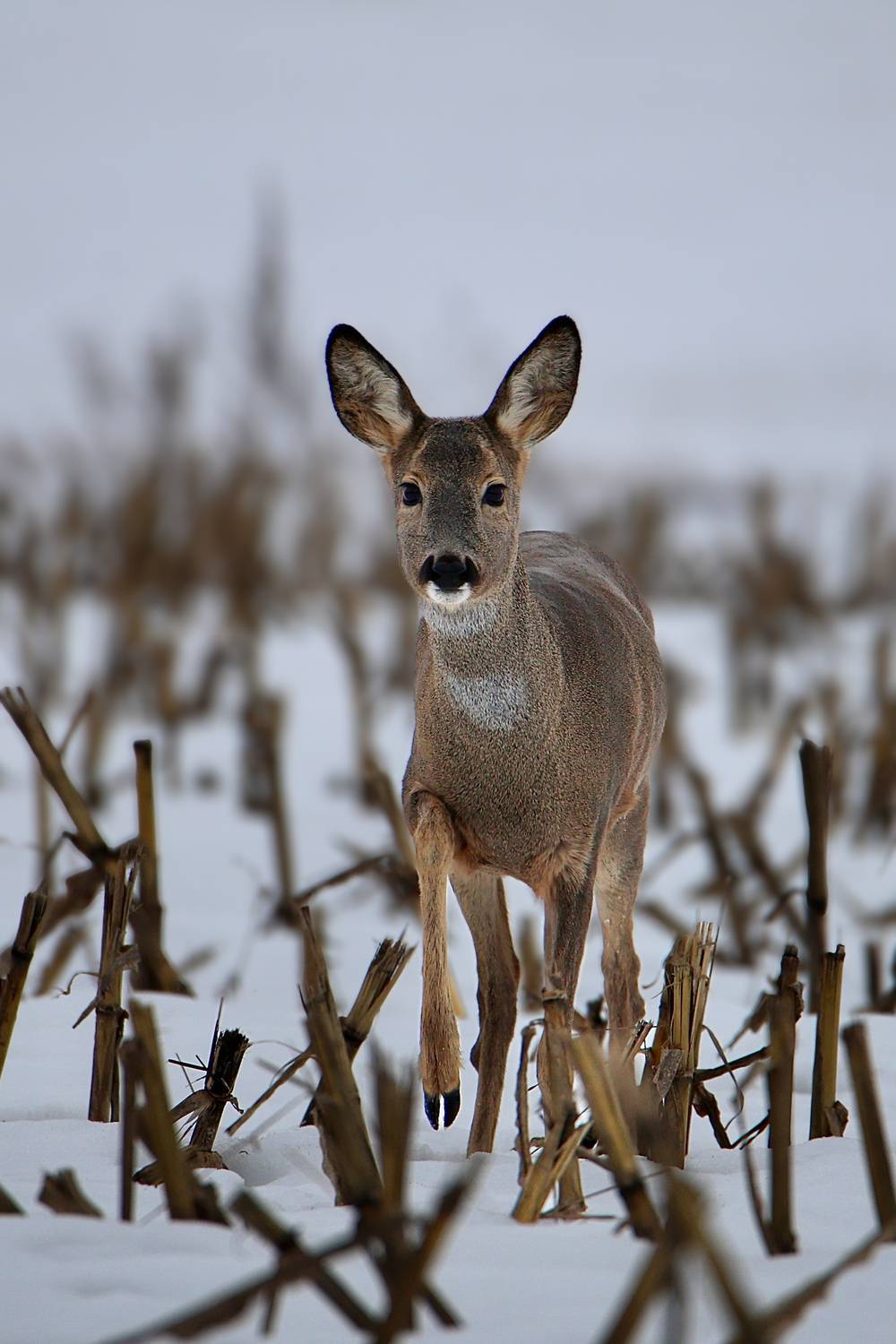 Уппсс. Уппсс.