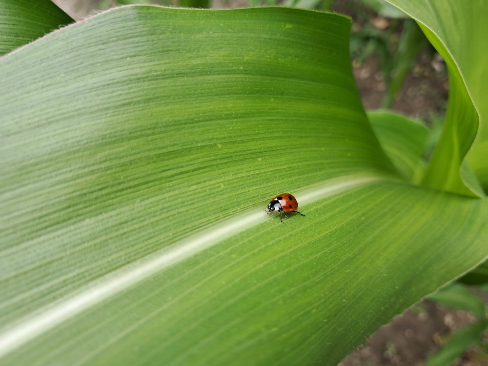 Photograph by Анастасия Кузьменко