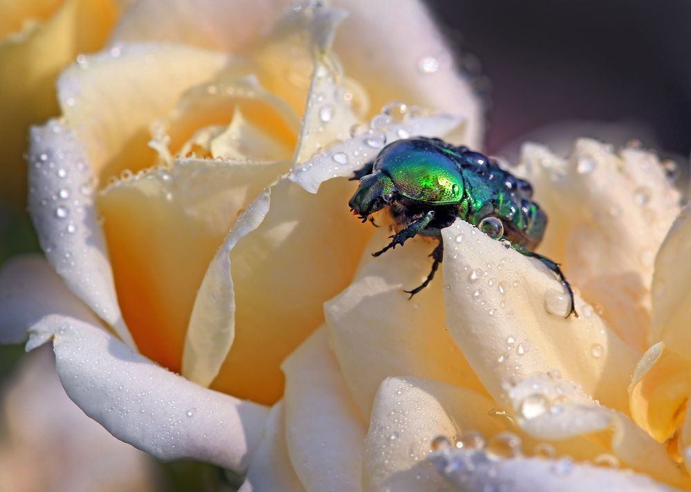 Photograph by Бибичков Михаил