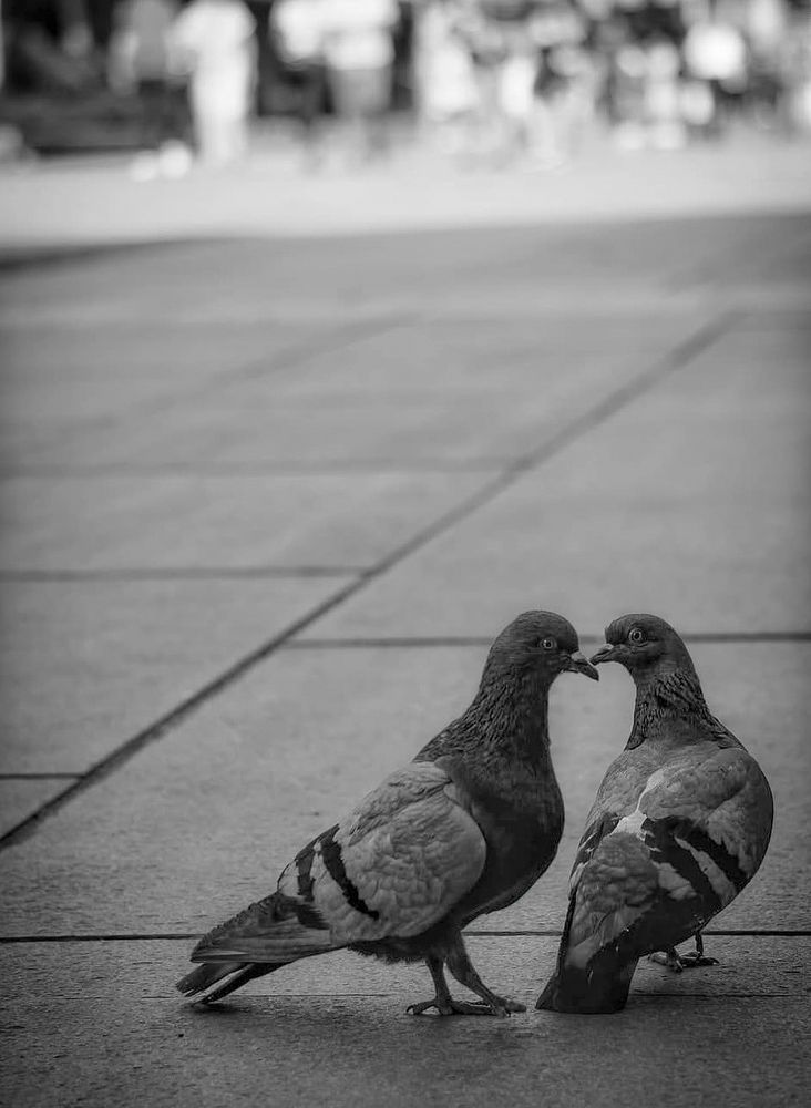 Photograph by Abdullah Ibradžić