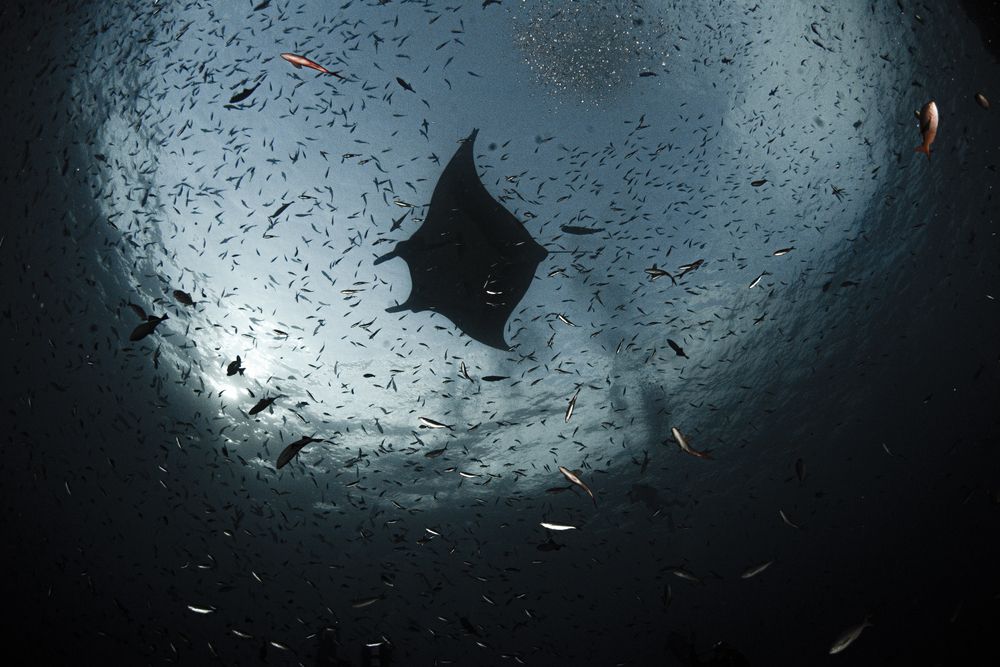 Photograph by ANTONIO RUVER BANDEIRA