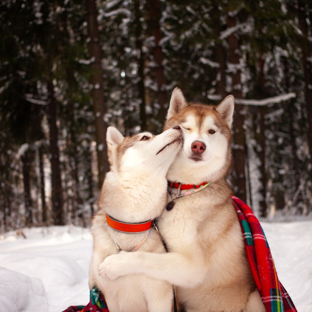 Photograph by Алина Перескокова