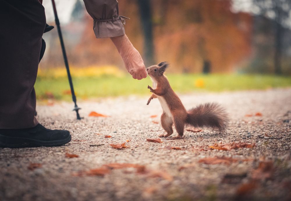 Feeding the squirrel