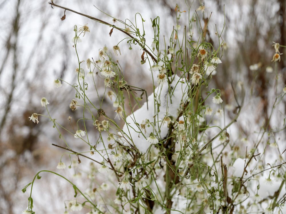 Photo #13269161