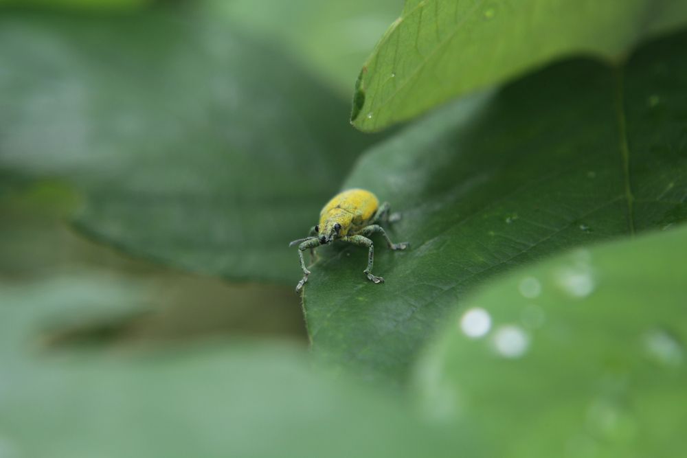 Фотография автора Анатолий Дворкин