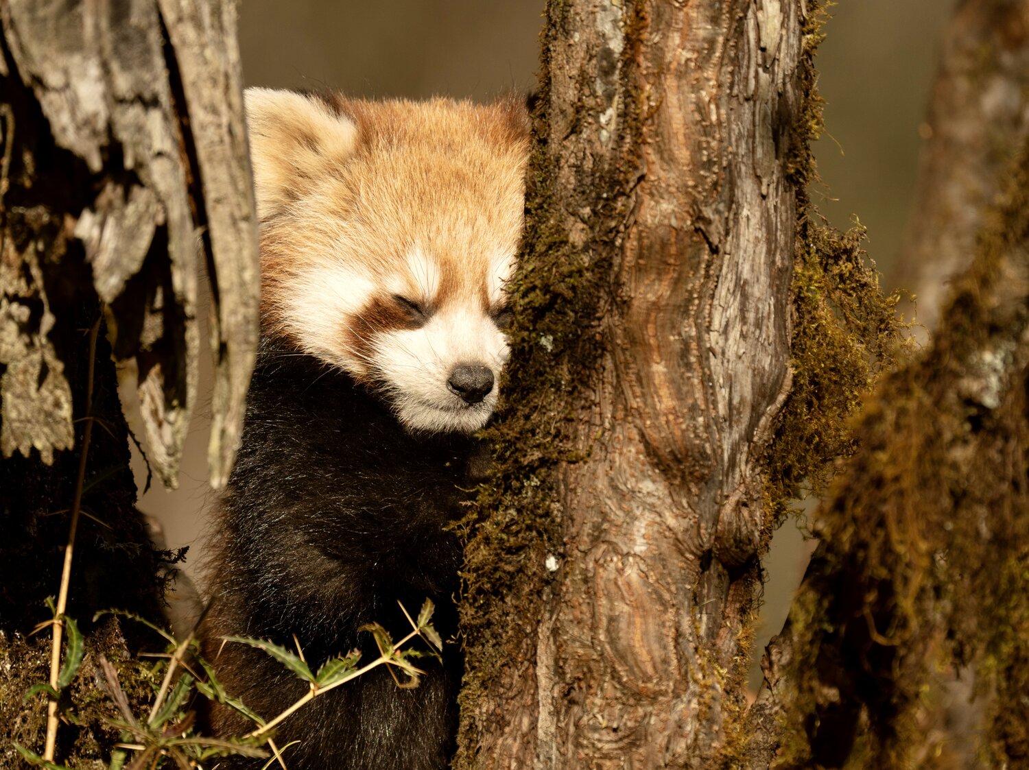 Photo #13269353