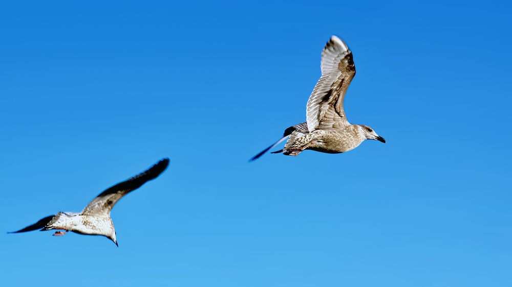 Две в полёте