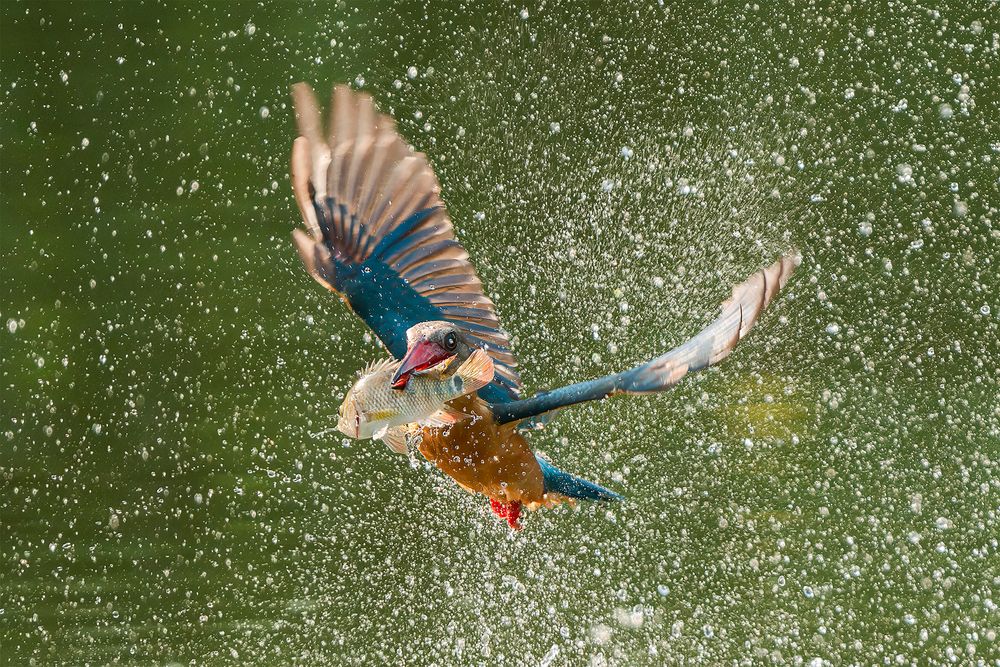 Фотография автора PAING HTET