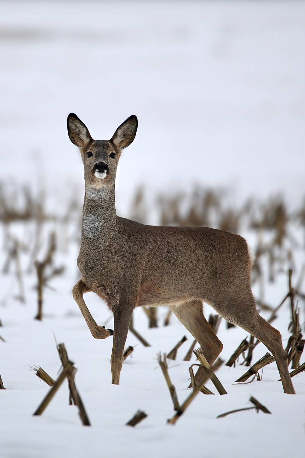Честь имею. Честь имею.