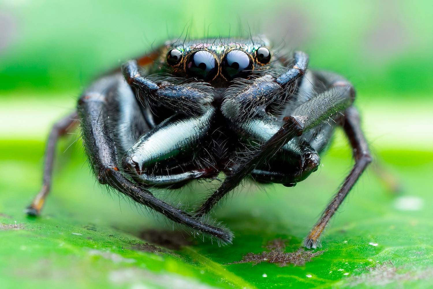 Фотография #13270347