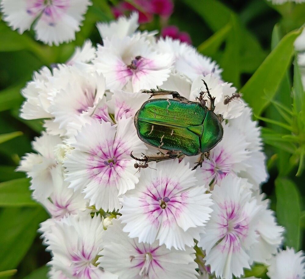 Cetonia aurata и муравей