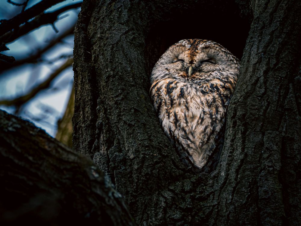 Фотография автора Gergely Janovszky