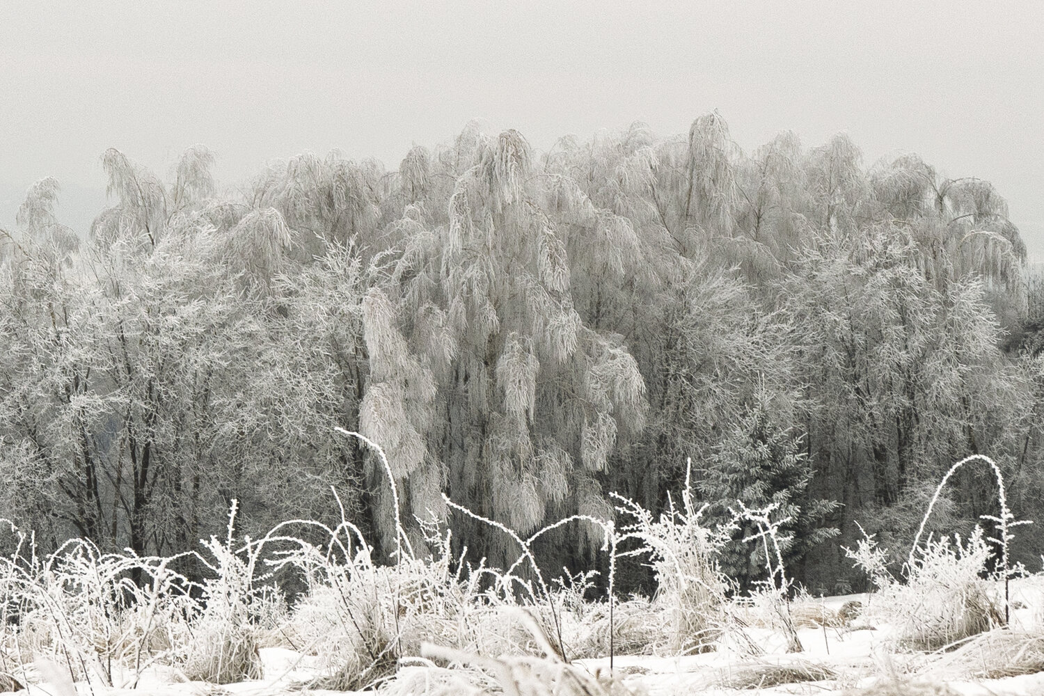 Photo #13271063