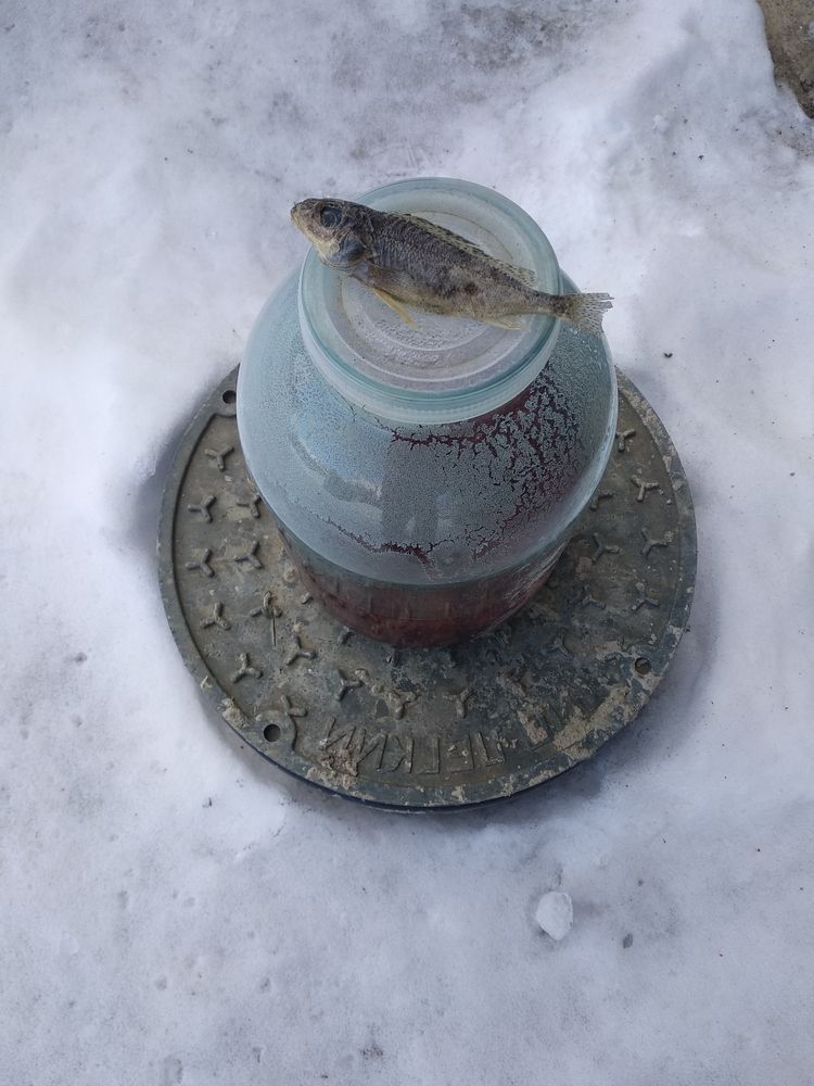 Фотография автора Елена Охапкина