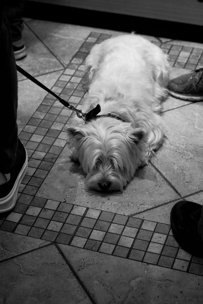 Photo #13271292