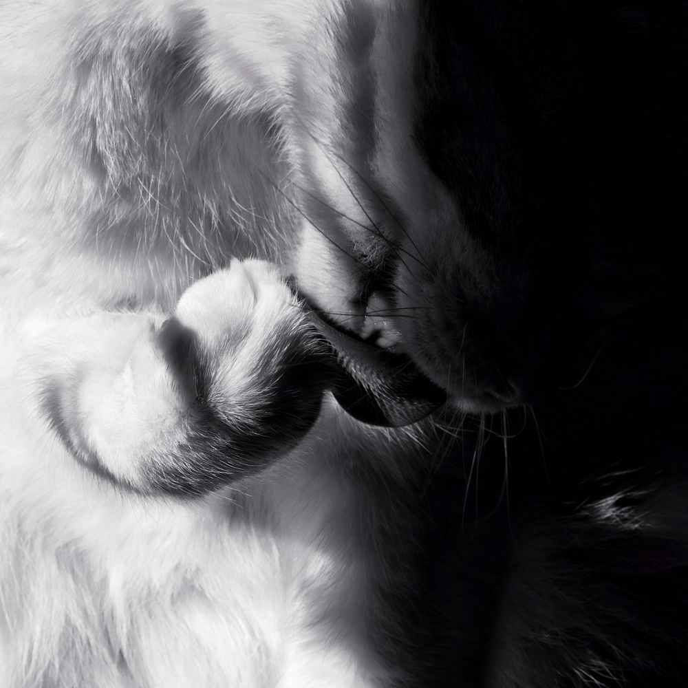 Photo #13271676