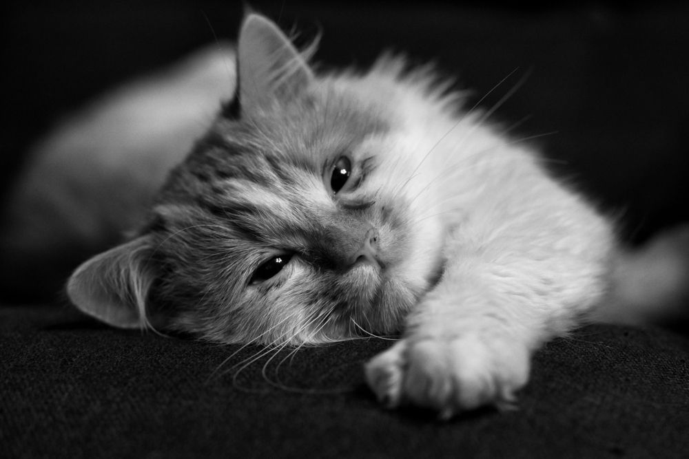 Photo #13271691