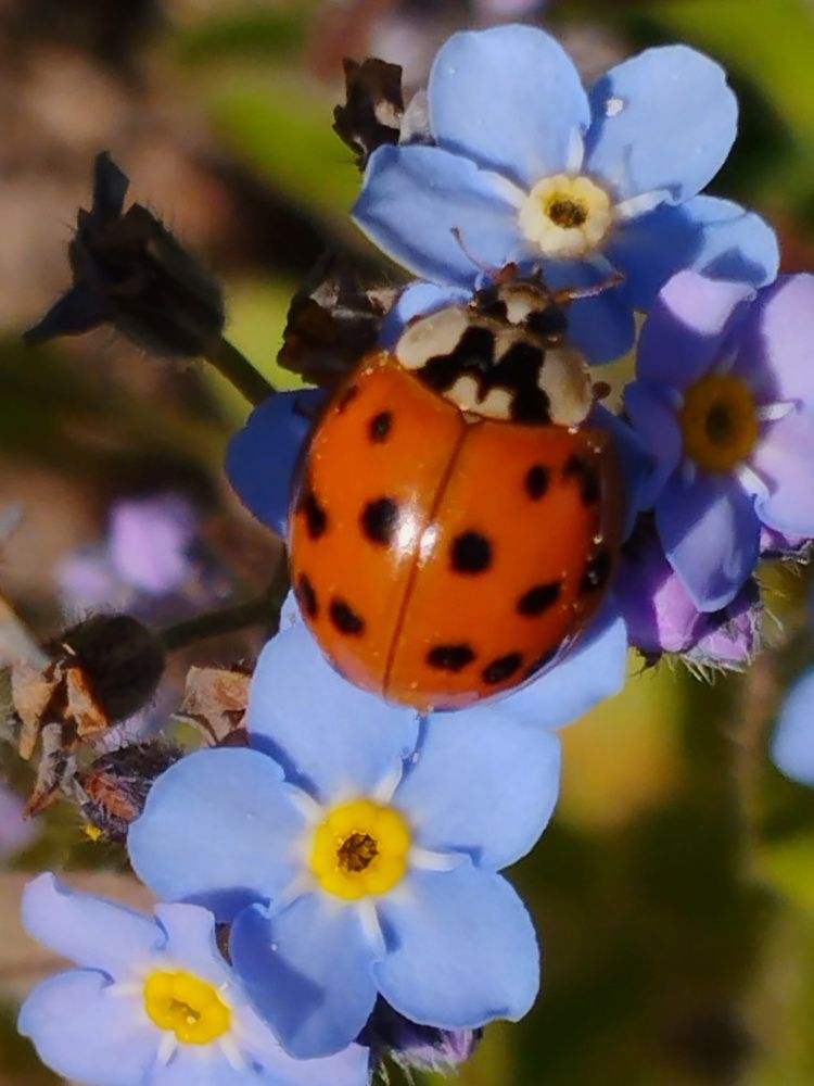 Фотография автора Ия Дирко