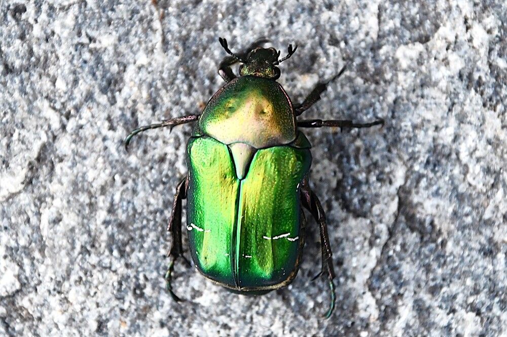 Photograph by Marzio Fattorini