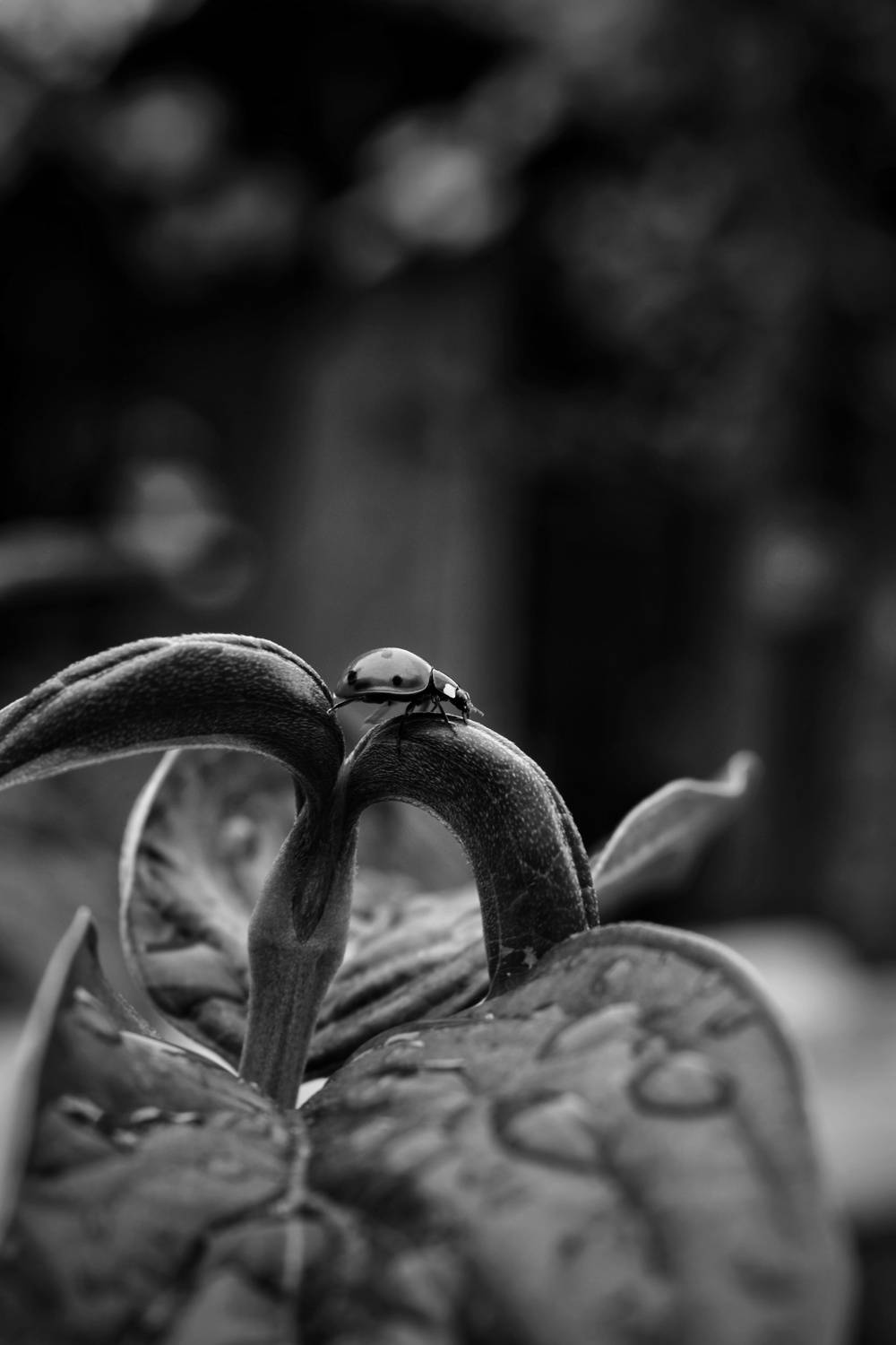 Photo #13272972