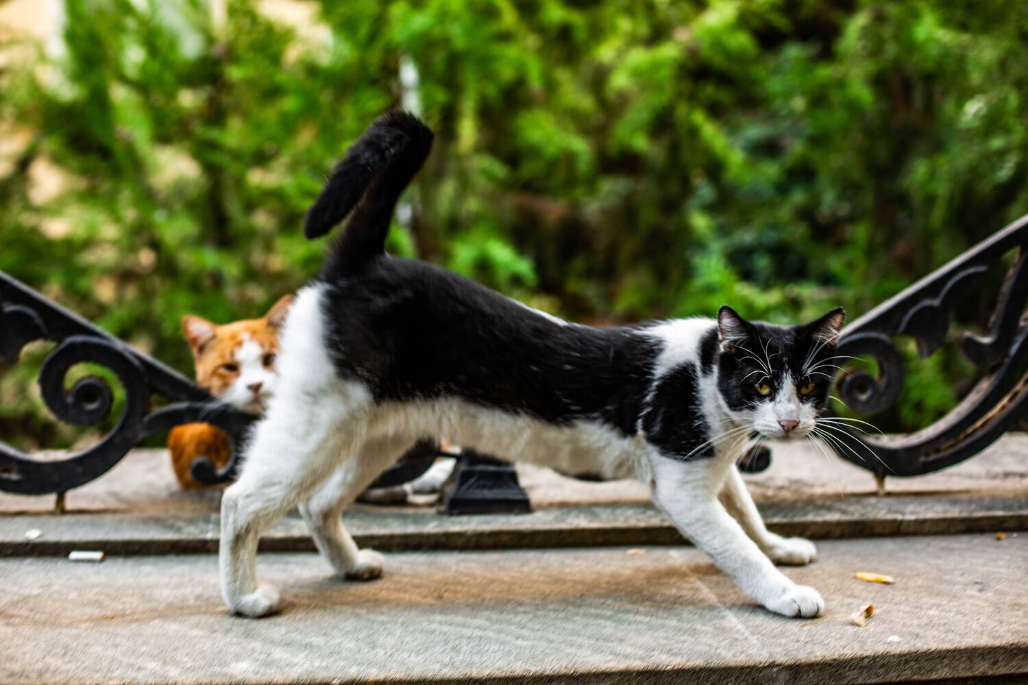 котики Баку