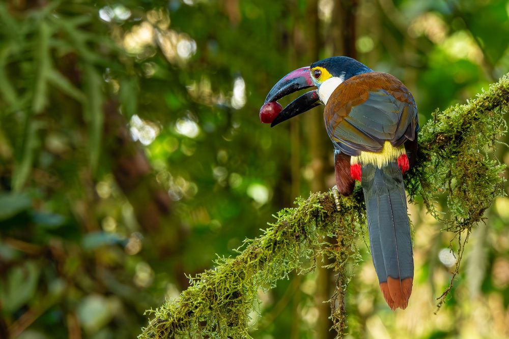 Mountain Toucan
