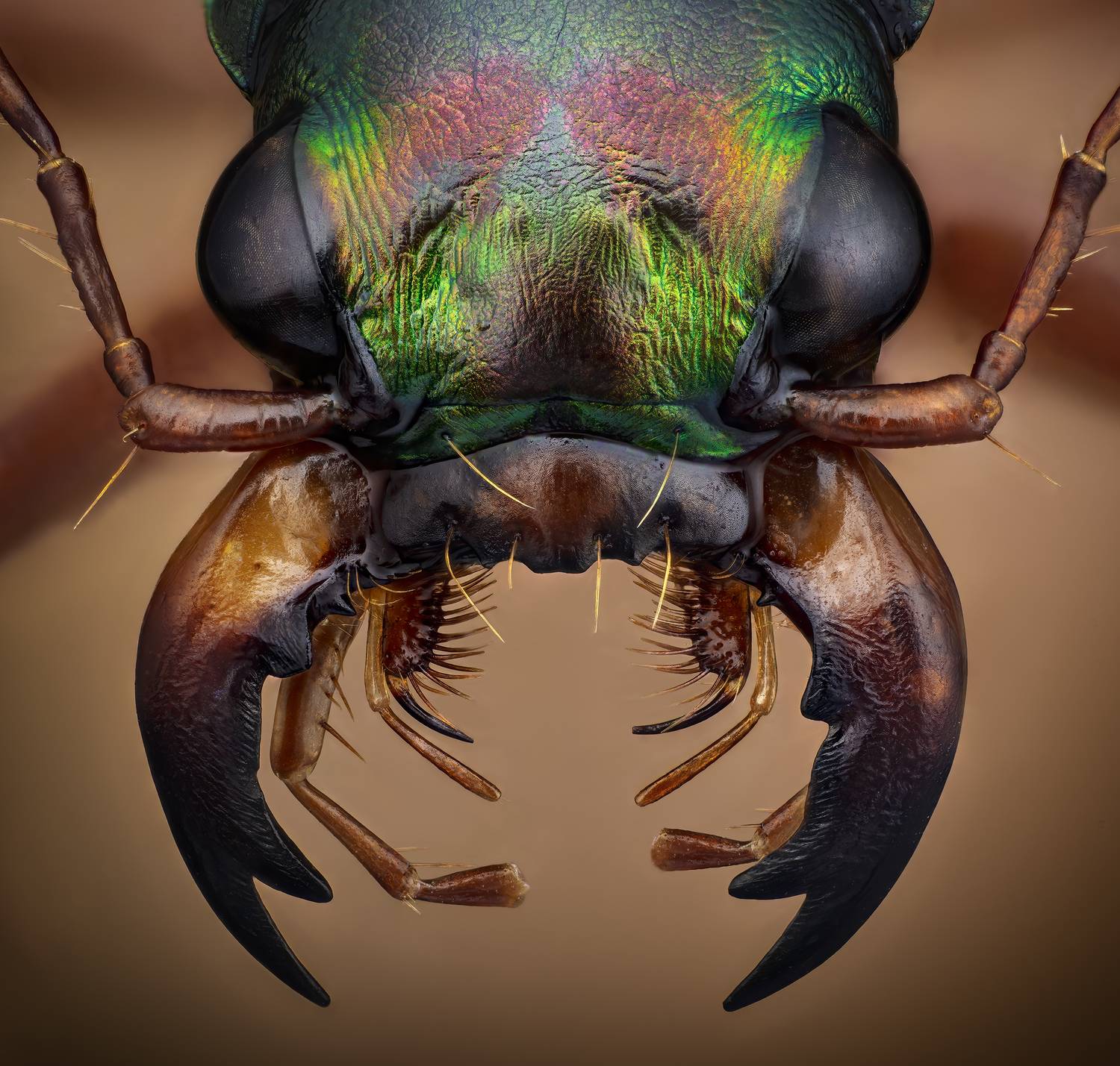 Megacephala euphratica