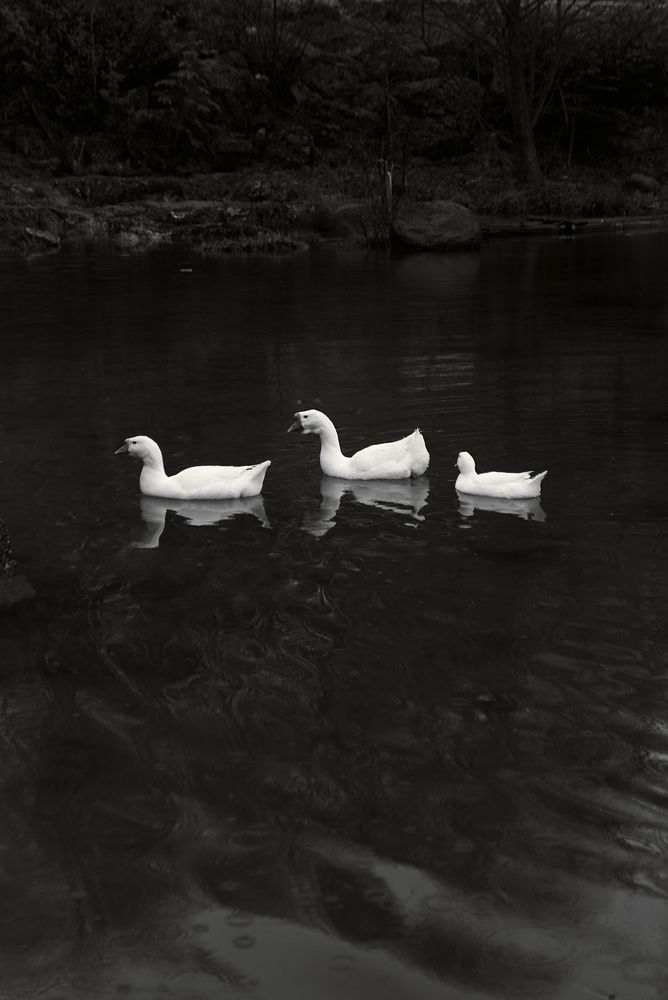 Photograph by Camilla Burkhanova