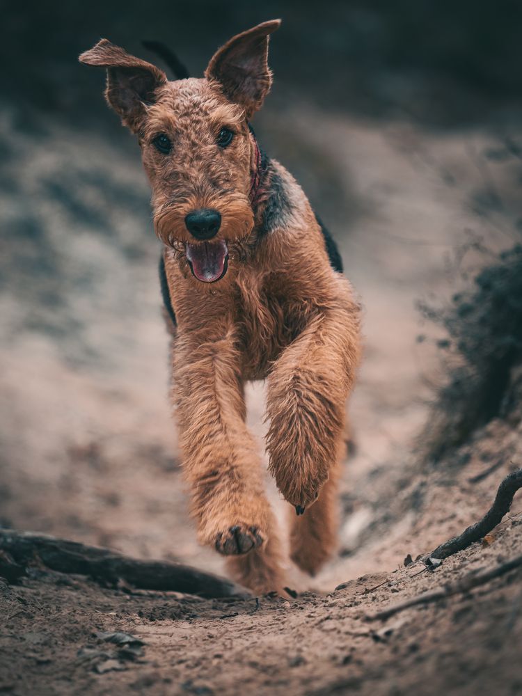 Фотография автора Gergely Janovszky