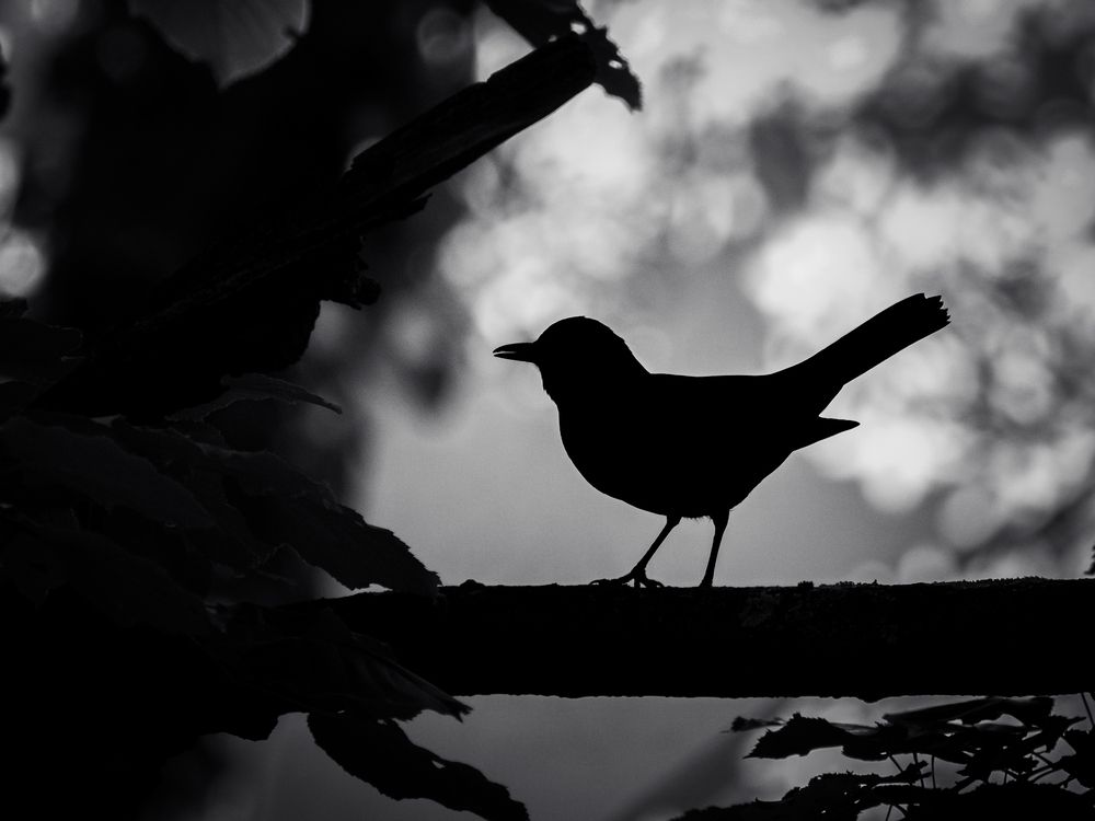 Photograph by Gergely Janovszky
