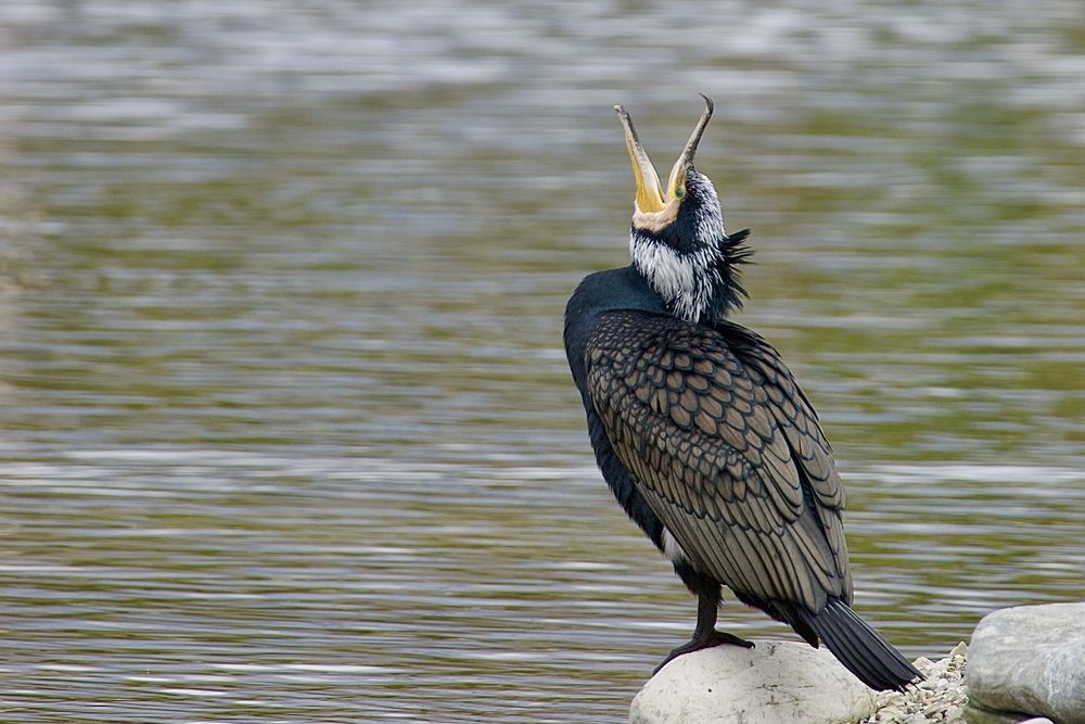 - Хочу жениться!