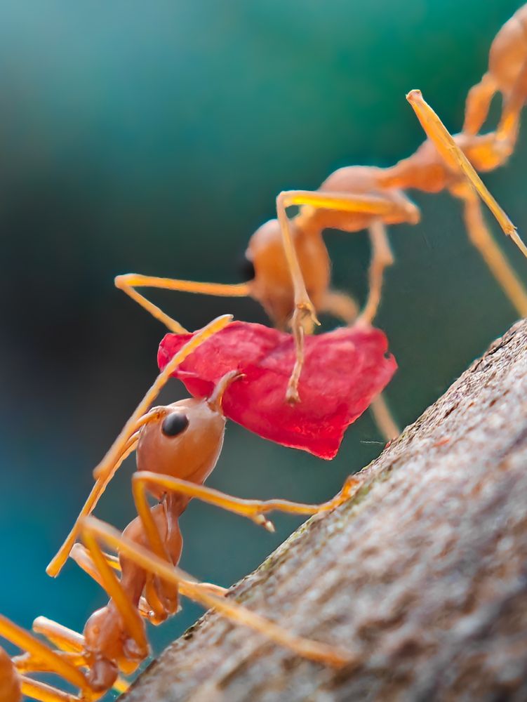 Photograph by Ameen Ahmed L