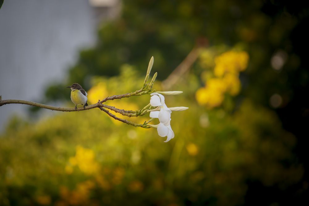 Perched in golden calm.