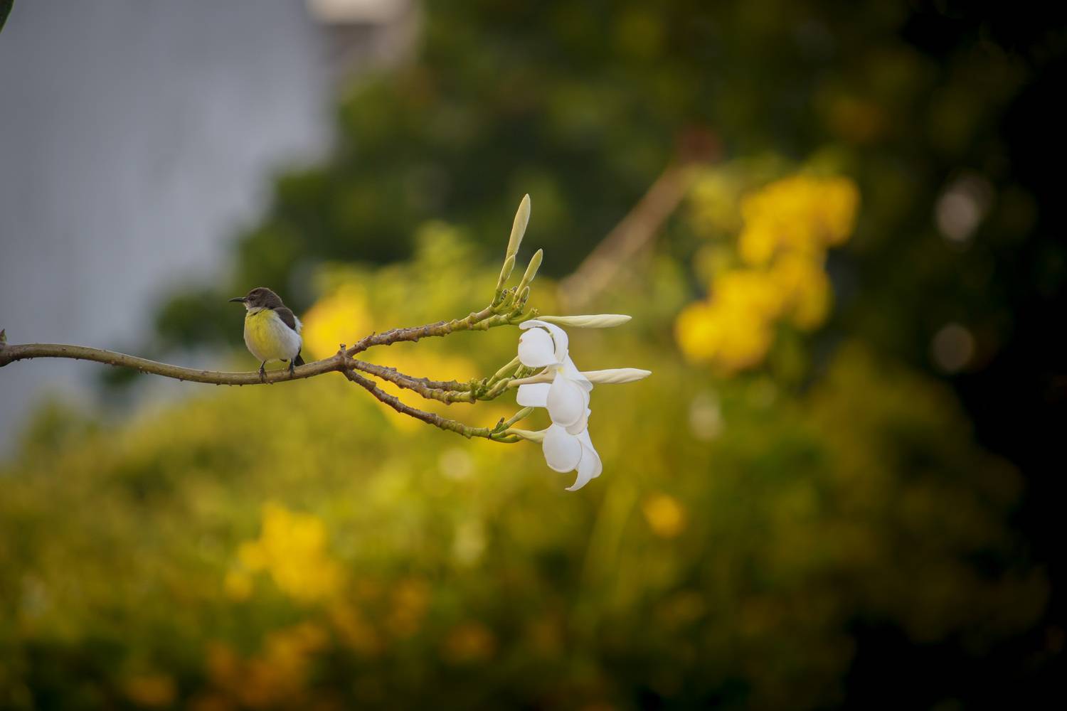 Perched in golden calm.