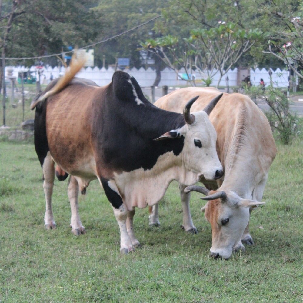 Photograph by Niruthigan Uthayakumar