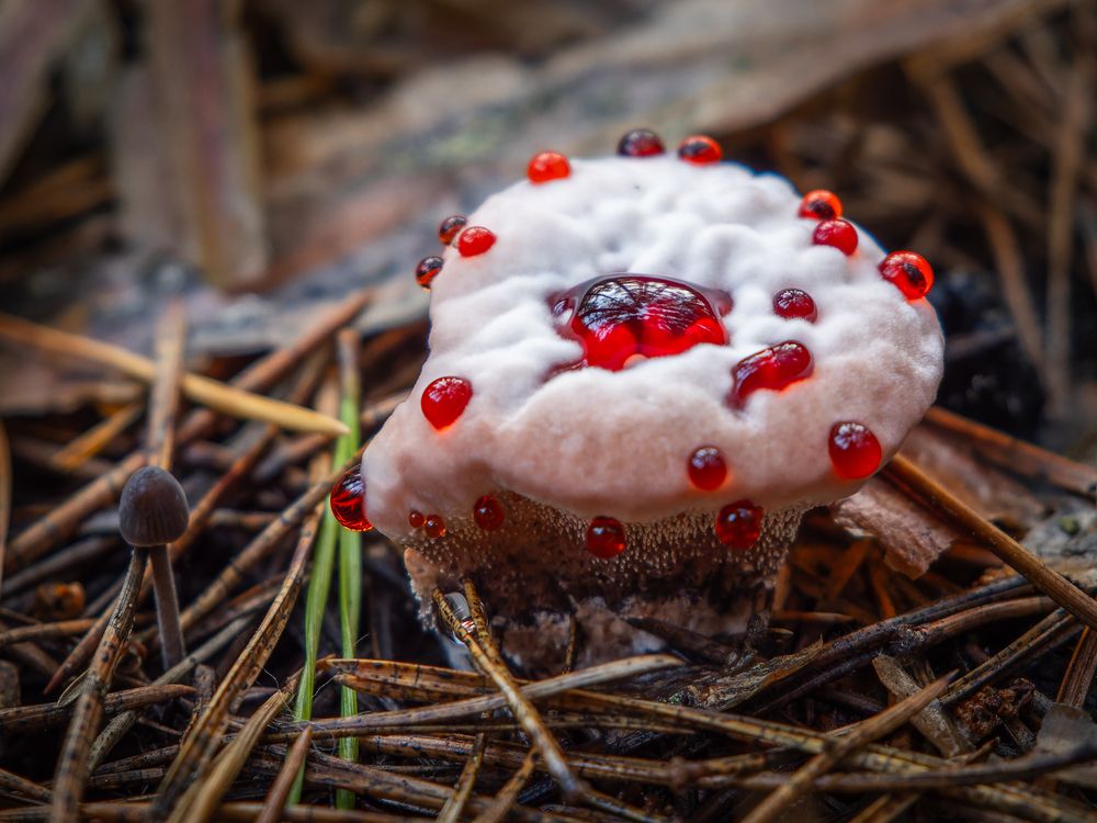 Hydnellum peckii and Mycena sp