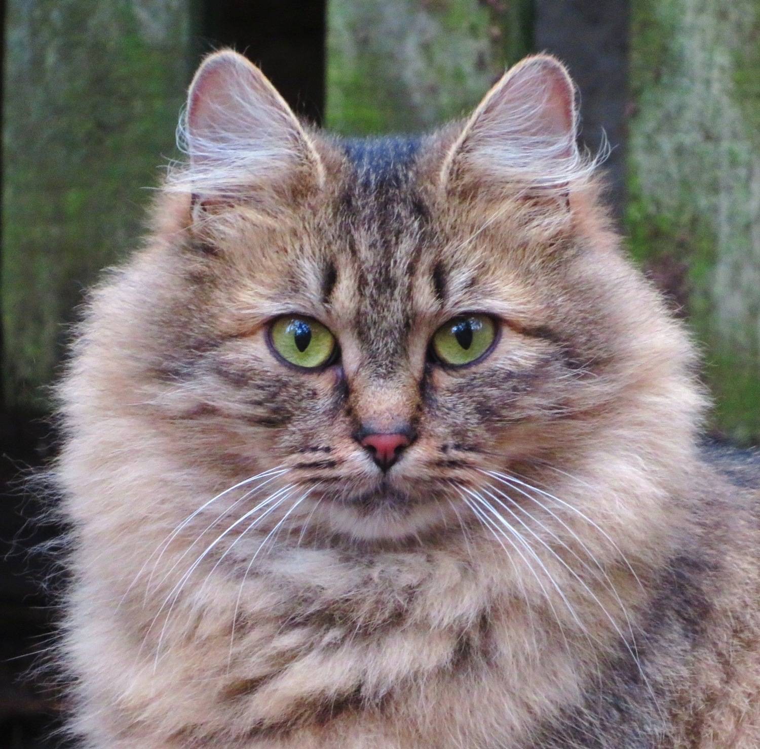 Кошачий портрет