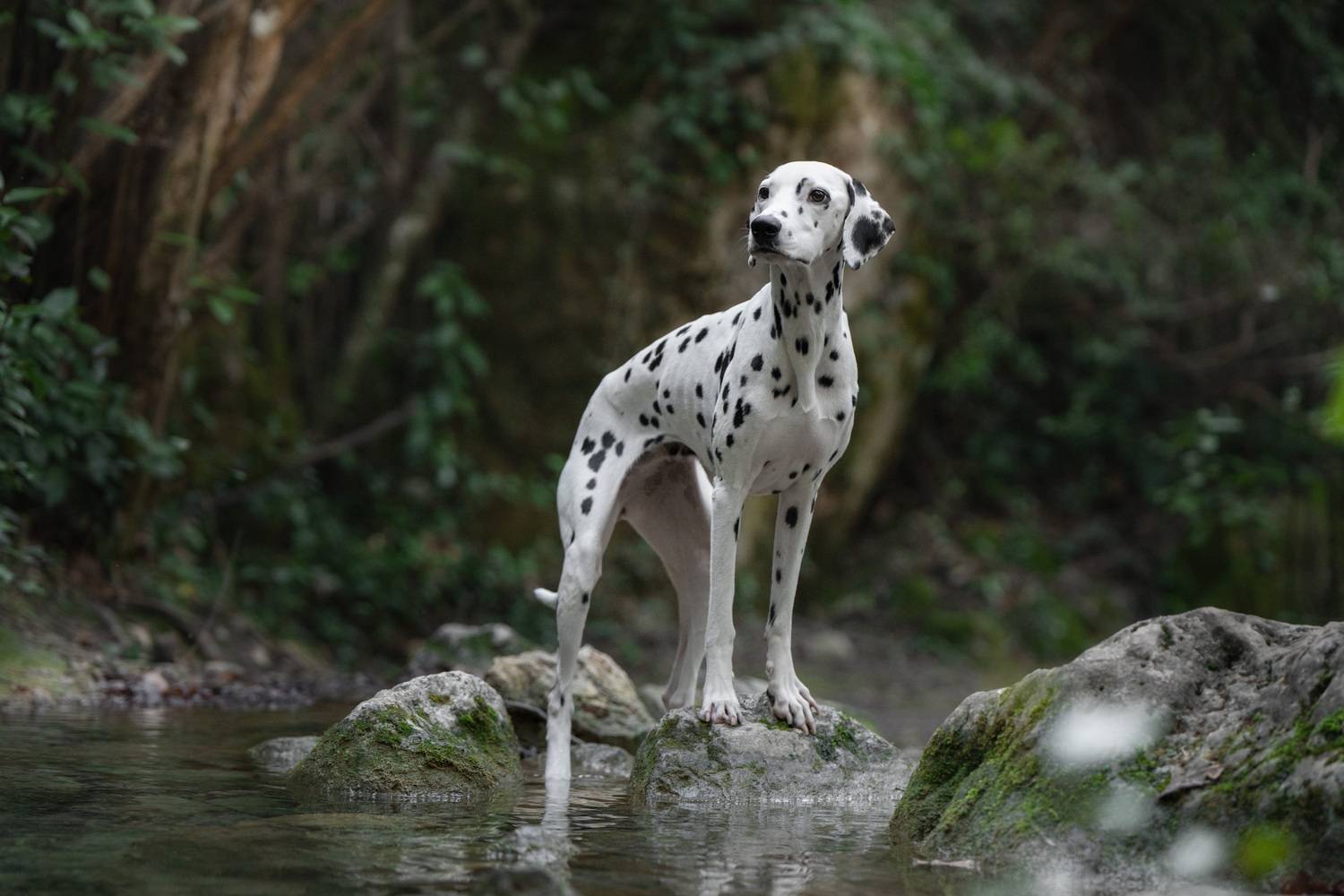 Фотография #13274466