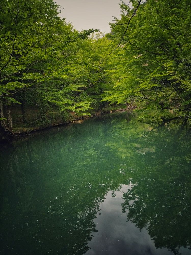 Лесная река