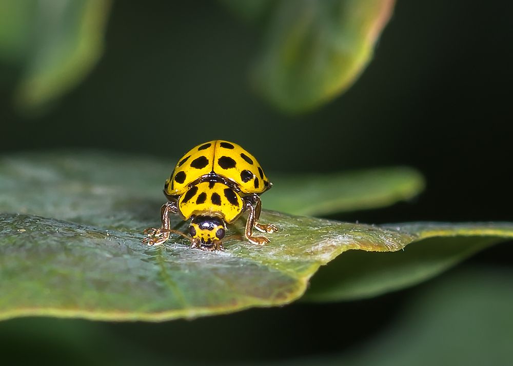 Photograph by Victor Stepanov