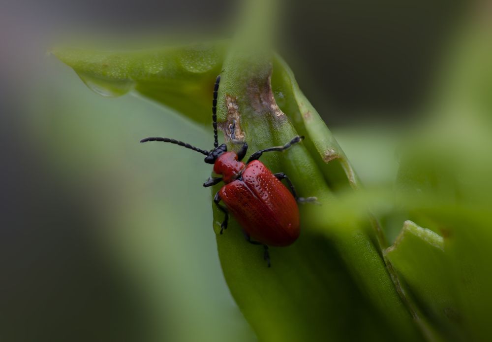Photograph by Светлана Попкова