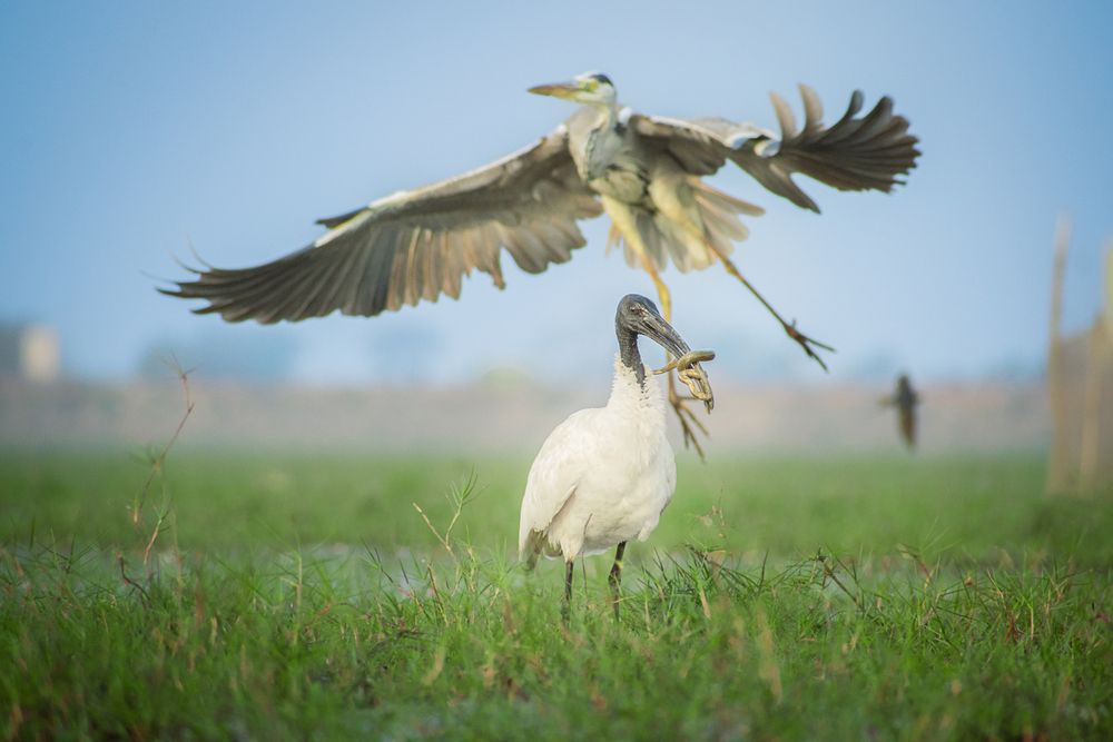 Фотография автора Sabyasachi Kanungo