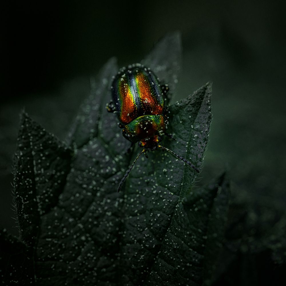 Фотография автора Онучина Юлия